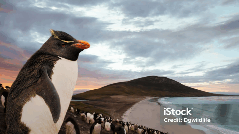 About Falkland Islands